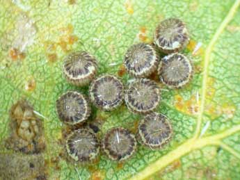  Oeuf de Catocala fraxini L. - �Jean-Pierre Arnaud