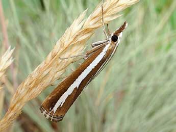 Catoptria fulgidella Hb. adulte - �Friedmar Graf