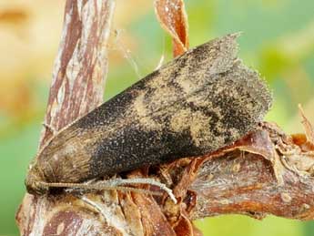 Euzophera fuliginosella Hein. adulte - �Friedmar Graf