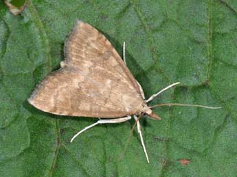 Udea fulvalis Hb. adulte - �Philippe Mothiron