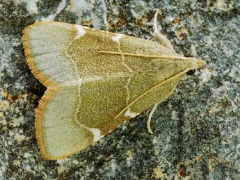 Hypsopygia fulvocilialis Dup. adulte - �Friedmar Graf