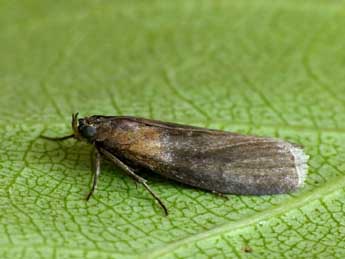 Sciota fumella Ev. adulte - �Andrej Makara