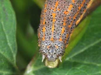  Chenille de Aedia funesta Esp. - �Philippe Mothiron