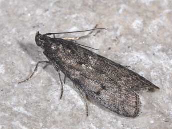 Pyla fusca Hw. adulte - �Philippe Mothiron