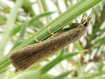 Thopeutis galleriellus Rag. adulte - �Friedmar Graf