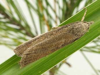 Thopeutis galleriellus Rag. adulte - �Friedmar Graf