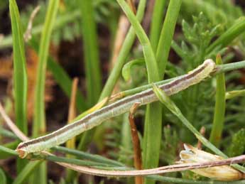  Chenille de Eupithecia gemellata H.-S. - �Daniel Morel