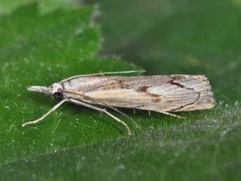 Agriphila geniculea Hw. adulte - �Philippe Mothiron
