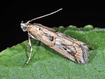 Pempelia genistella Dup. adulte - �Philippe Mothiron