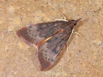 Uresiphita gilvata F. adulte - �Philippe Mothiron
