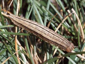  Chenille de Oeneis glacialis Moll - �Wolfgang Wagner, www.pyrgus.de