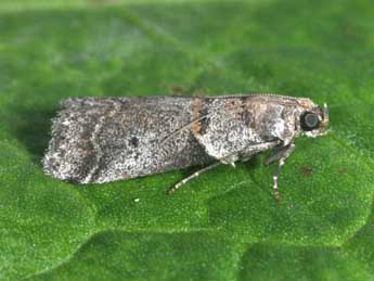 Acrobasis glaucella Stgr adulte - �Philippe Mothiron