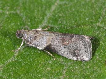 Acrobasis glaucella Stgr adulte - �Philippe Mothiron