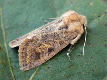 Episema glaucina Esp. adulte - �Daniel Morel