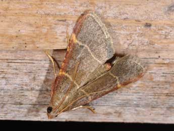 Hypsopygia glaucinalis L. adulte - �Philippe Mothiron