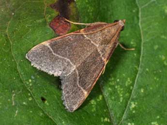 Hypsopygia glaucinalis L. adulte - �Philippe Mothiron