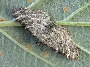 Eupithecia graphata Tr. adulte - �Daniel Morel