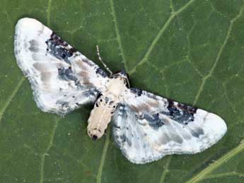 Eupithecia gratiosata H.-S. adulte - �Daniel Morel & Lionel Taurand