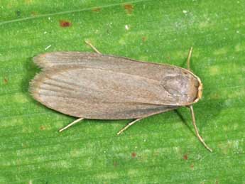 Achroia grisella F. adulte - �Philippe Mothiron