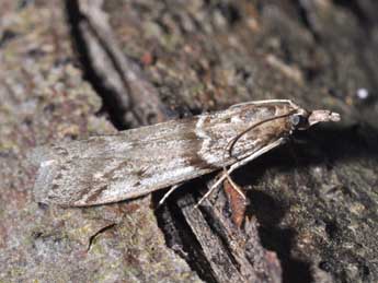 Zophodia grossulariella Hb. adulte - �Philippe Mothiron