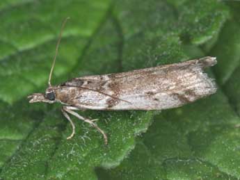 Zophodia grossulariella Hb. adulte - �Philippe Mothiron