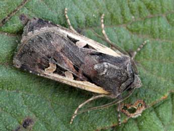 Euxoa hastifera Donz. adulte - �Daniel Morel