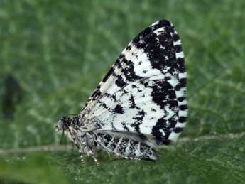 Epirrhoe hastulata Hb. adulte - �Daniel Morel & Lionel Taurand