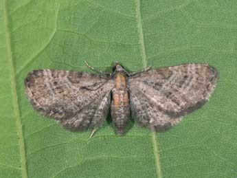 Eupithecia haworthiata Dbld. adulte - �Philippe Mothiron