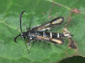 Bembecia himmighoffeni Stgr adulte - �Philippe Mothiron