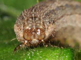  Chenille de Proxenus hospes Frr - �Wolfgang Wagner, www.pyrgus.de