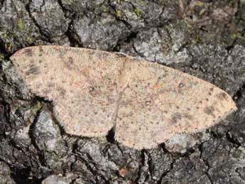 Cyclophora hyponoea Prout adulte - �Eric Sylvestre