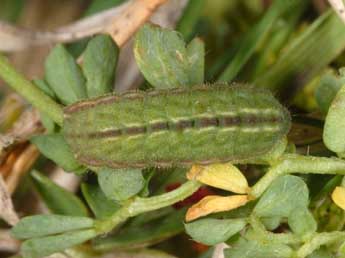  Chenille de Plebejus idas L. - �Wolfgang Wagner, www.pyrgus.de
