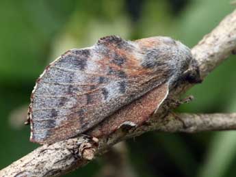 Phyllodesma ilicifolia L. adulte - �Daniel Morel & Lionel Taurand