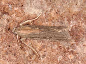 Epischnia illotella Z. adulte - �Matthew Gandy