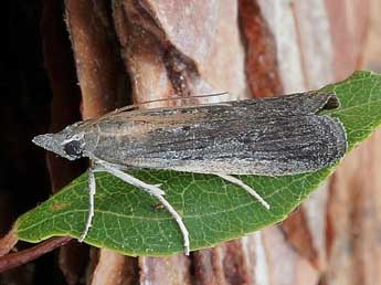 Epischnia illotella Z. adulte - �Friedmar Graf