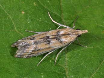 Ancylosis imitella Hamps. adulte - �Philippe Mothiron
