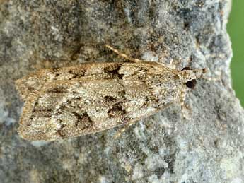 Anarpia incertalis Dup. adulte - �Friedmar Graf