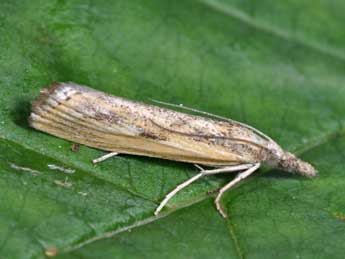 Agriphila inquinatella D. & S. adulte - �Philippe Mothiron