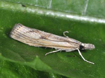 Agriphila inquinatella D. & S. adulte - �Philippe Mothiron