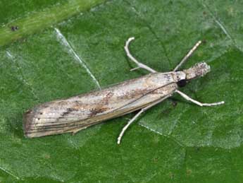Agriphila inquinatella D. & S. adulte - �Philippe Mothiron