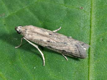 Phycitodes inquinatella Rag. adulte - �Philippe Mothiron