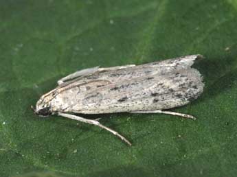 Phycitodes inquinatella Rag. adulte - �Philippe Mothiron