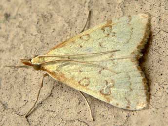 Udea institalis Hb. adulte - �Louis Weitten