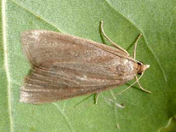 Cathayia insularum Speidel & Schmitz adulte - �Tristan Lafranchis