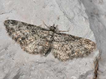Eupithecia inturbata Hb. adulte - �Philippe Mothiron