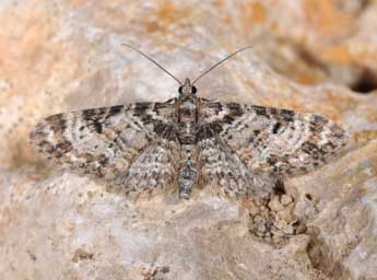 Eupithecia irriguata Hb. adulte - �Philippe Mothiron