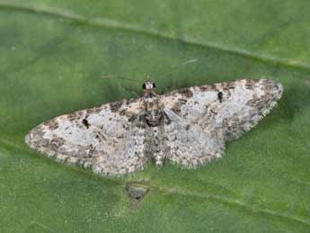 Eupithecia irriguata Hb. adulte - �Philippe Mothiron