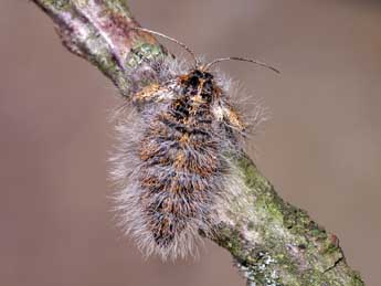 Lycia isabellae Harrison adulte - �Lionel Taurand