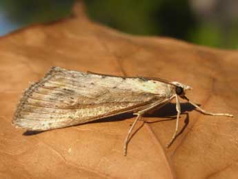 Evergestis isatidalis Dup. adulte - �Tristan Lafranchis