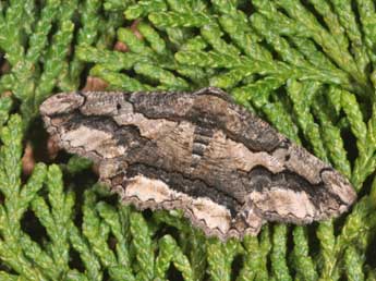 Menophra japygiaria Costa adulte - �Philippe Mothiron